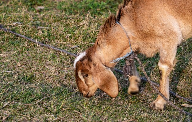 Close up shot of grass chewing domestic goat on an agricultural field