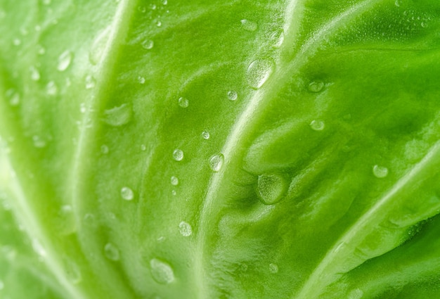 Close up shot of green cabbage leaf. Healthy food background