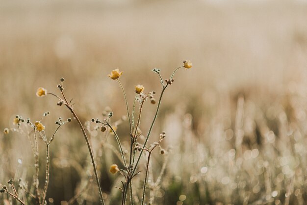 Close-up shot of green fresh grass in a field with morning dew drops