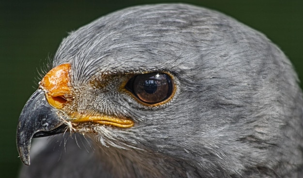 Photo close up shot of a grey falcon