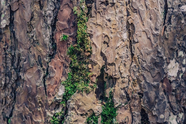 Close-up shot Groen korstmos groeien op schors naaldboom in wild bos Symbiose Schoonheid kracht in de natuur Textuur licht en donker bruine kleur abstract ontwerp achtergrond Meer collectie op voorraad