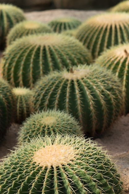 Close up shot of a group of big cactus