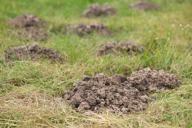 Immagine ravvicinata della collina del suolo fatta dalla talpa prato di scavo della talpa nel giardino