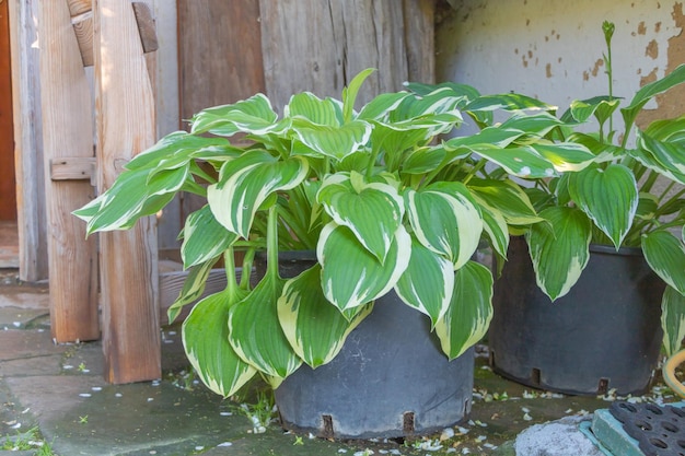Close up shot of Hosta plantaginea plant or August lily Ornamental plant for garden