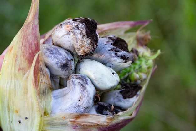 Close up shot of huitlacoche in the corn plant