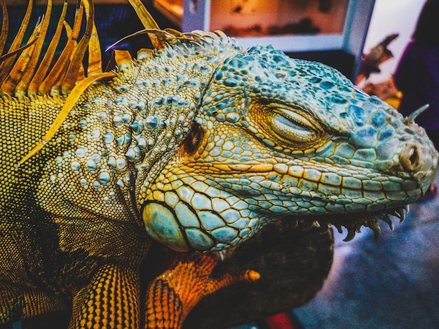 a close up shot of an iguana