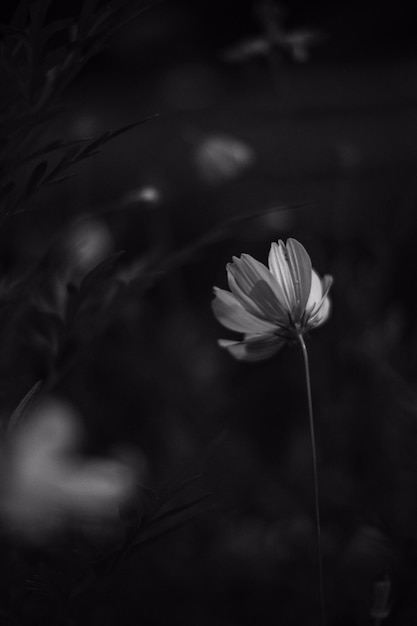 Close-up shot in grijstinten van Garden Cosmos