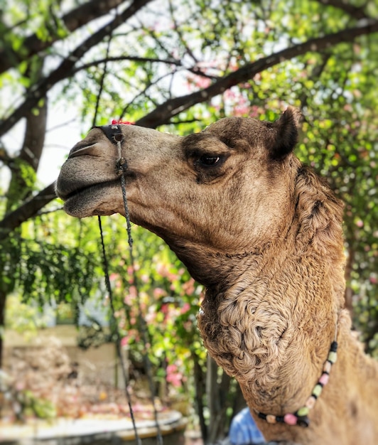 Close up shot of an Indian camel