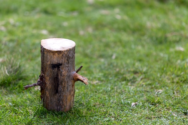 Close-up shot, isolated tree stump outdoors on grassy sunny summer forest