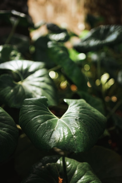 Close up shot of leopard plants in the middle of the woods There is sunlight on them