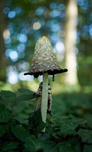 A close-up shot of a mushroom in a forest with a blurred background