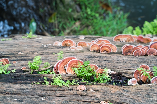 Photo close up shot of mushroom on timber wood