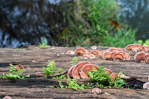 Close up shot of mushroom on wood