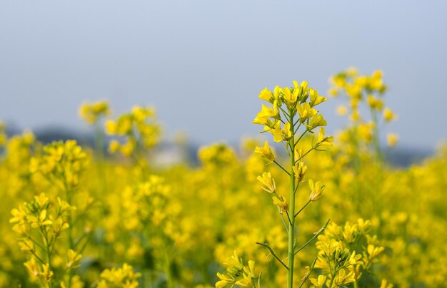 Close up shot of mustard flower on an agricultural field under\
the foggy sky