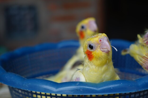 写真 を 待つ 3 匹 の 幼い コカティール の 近く の 写真