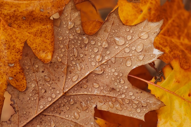 Close up shot of orange oak leaf on yellow foliage with rain drops on it Atmospheric details of autumn colorful nature in wet season