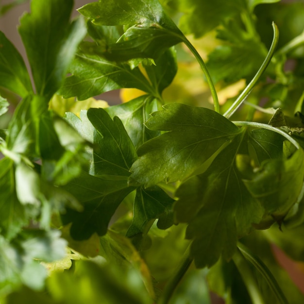 Close up shot on parsley leaves