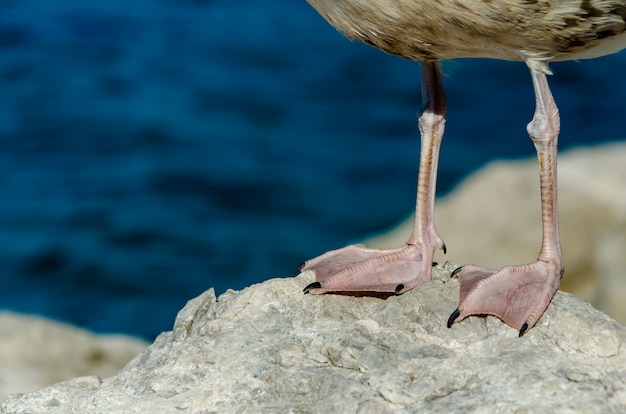 Chiuda sul colpo delle zampe di un gabbiano che sta su una pietra. copia spazio