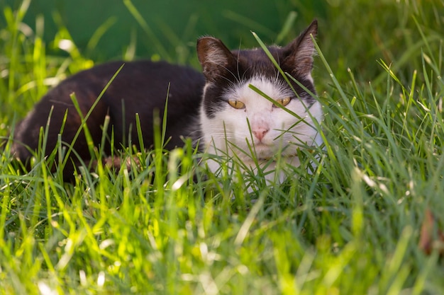 緑の草の中のかわいいトラ猫のクローズアップショット。