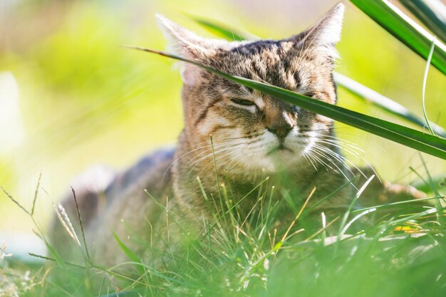 녹색 잔디에 예쁜 얼룩 무늬 고양이의 클로즈업 샷.