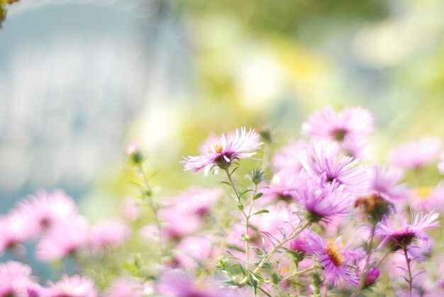 Close up shot of purple flowers asters