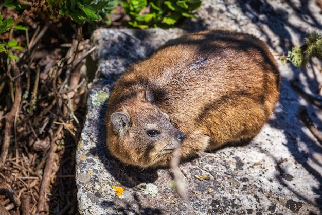 Close up shot of a rock hyrax in Cape Town