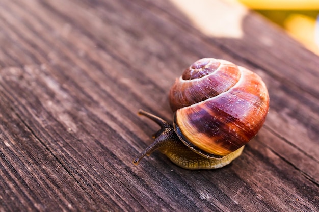 Close up shot of a snail on a wooden surface