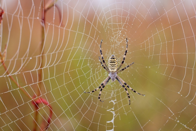 Close-up shot of a spider on its net