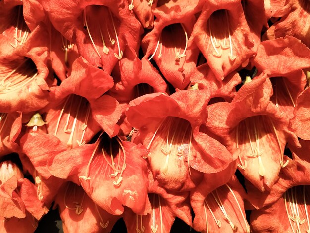 Photo close up shot of tecomilla undulata flowers background