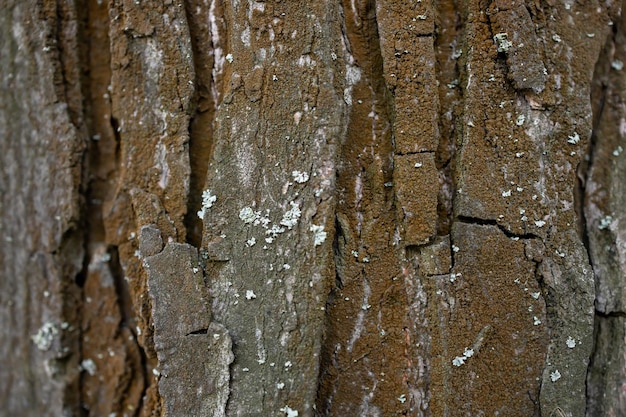 Close up shot of tree bark texture