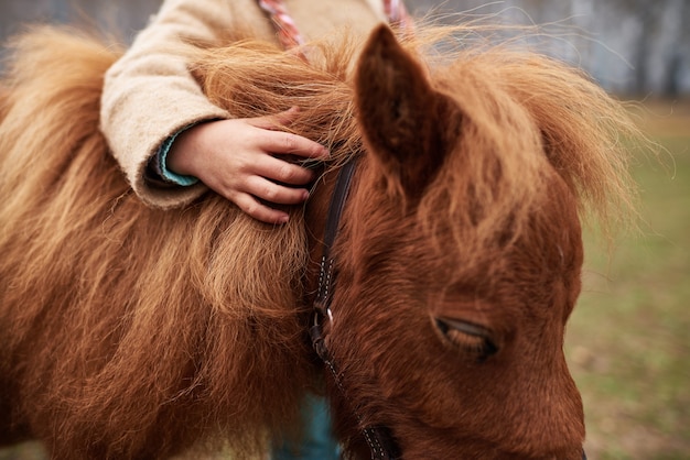 Close up shot of unrecognizable child gently touching cute chestnut pony mane