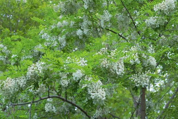 Close-up shot van acacia bloesems op een boom