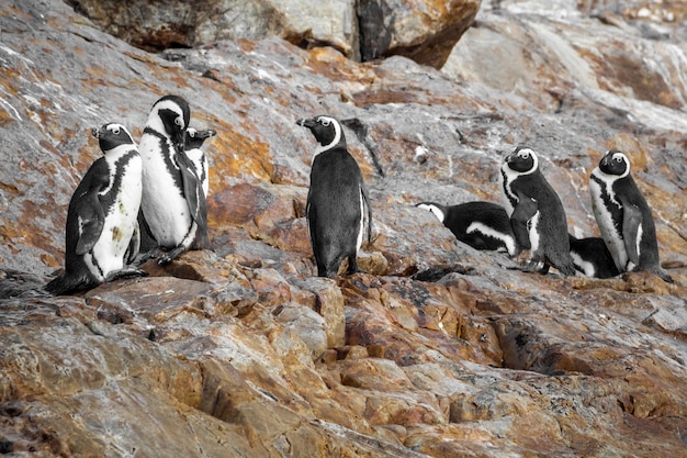 Close-up shot van Afrikaanse pinguïns in een steenachtig gebied in Zuid-Afrika
