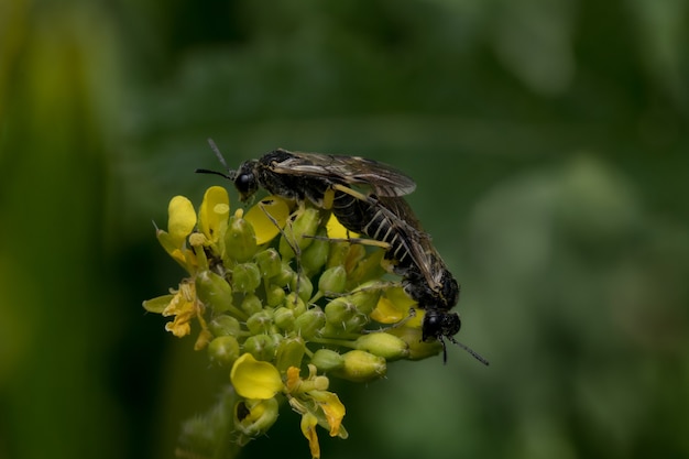 Close-up shot van bijen die op de bloem bestuiven