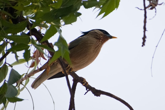 Close-up shot van Brahmaanse spreeuw vogel zittend op een neemboomtak