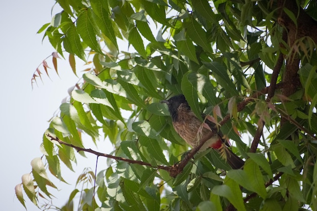 Close-up shot van Brahmaanse spreeuw vogel zittend op een neemboomtak