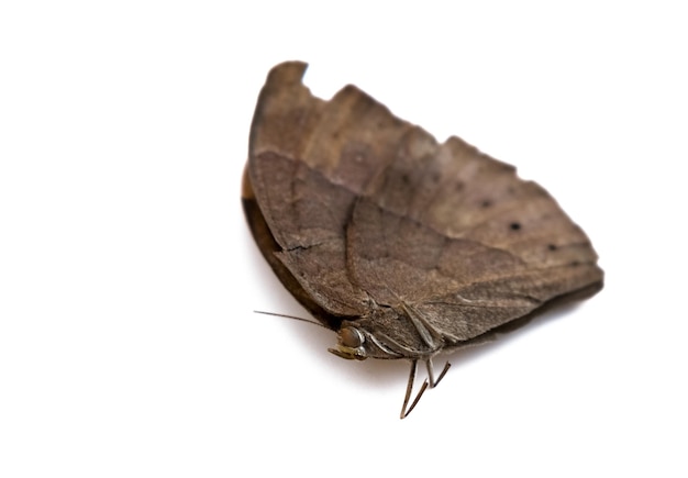 Close-up shot van bruine vlinder met selectieve aandacht geïsoleerd op een witte achtergrond