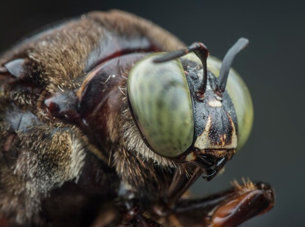 close-up shot van Carpenter bee