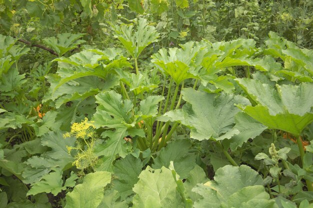 Close-up shot van courgette plant bladeren met onscherpe achtergrond