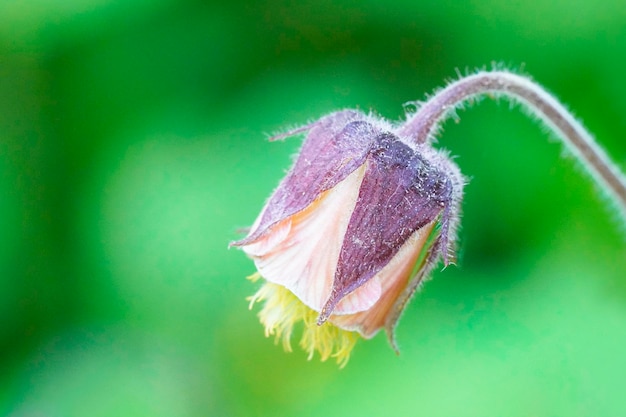 Close-up shot van de bloeiende Geum rivale in de tuin