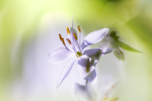 Close-up shot van de prachtige bloemen. Geschikt voor bloemenachtergrond.