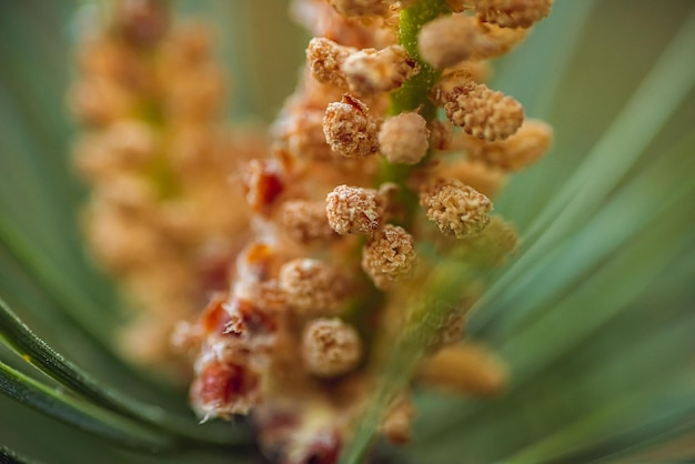 Close-up shot van dennenknoppen vol stuifmeel