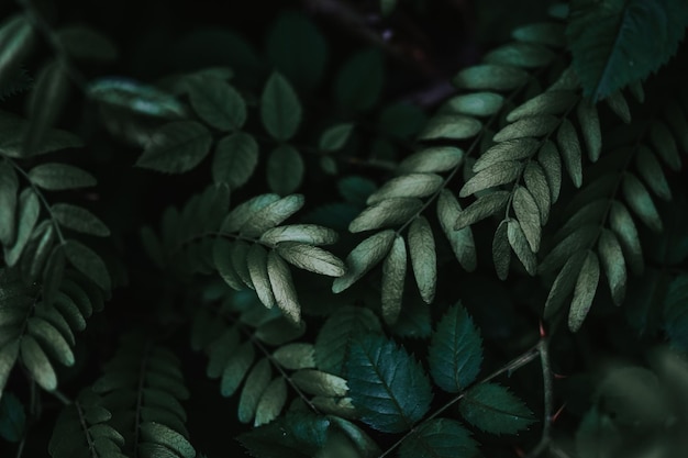 Close-up shot van donkergroene plantenbladeren - cool voor natuurlijke achtergrond of behang