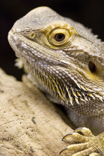 Close-up shot van een Australische bebaarde draak - perfect voor achtergrond