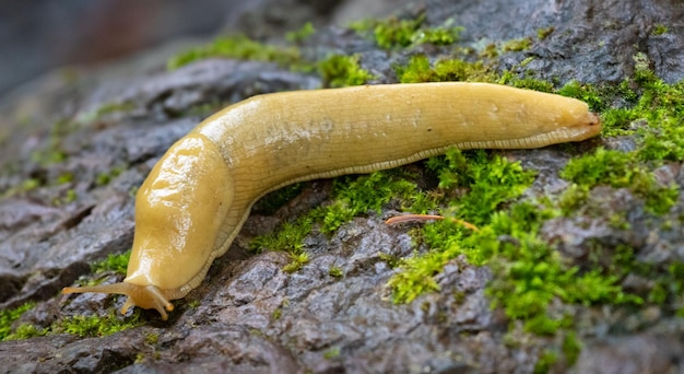 Close-up shot van een bananenslak in de Pacific Northwest