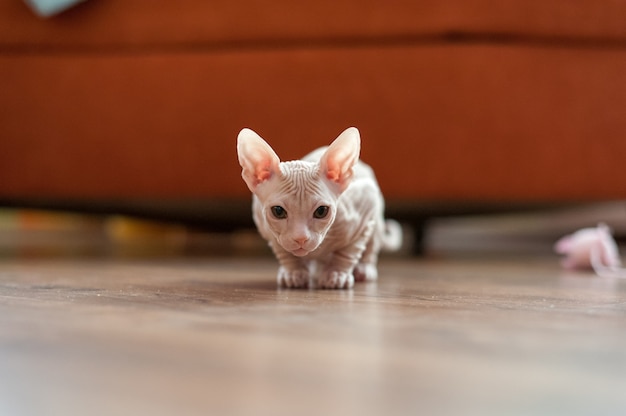 Close-up shot van een binnenlandse sphynx kat