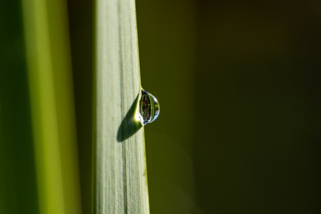 Close-up shot van een blad bedekt met ochtenddauw