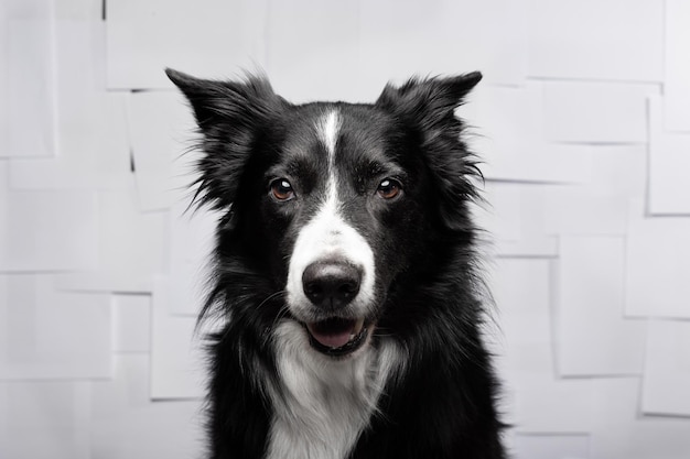 Close-up shot van een Border Collie op een witte muur achtergrond