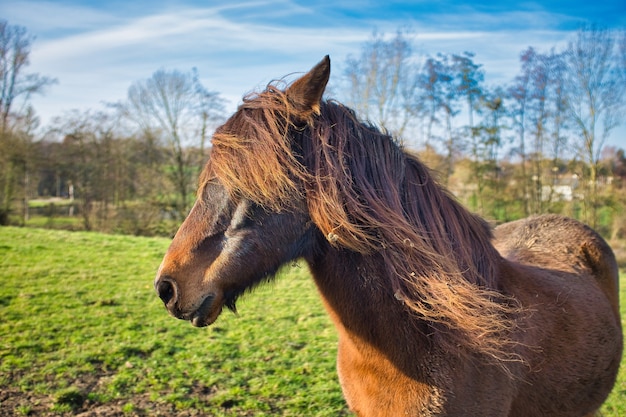 Close-up shot van een bruin paard in de velden