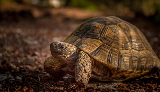 Close-up shot van een bruine schildpad op de grond